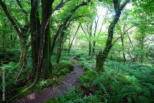 mossy rocks and old trees in wild summer forest