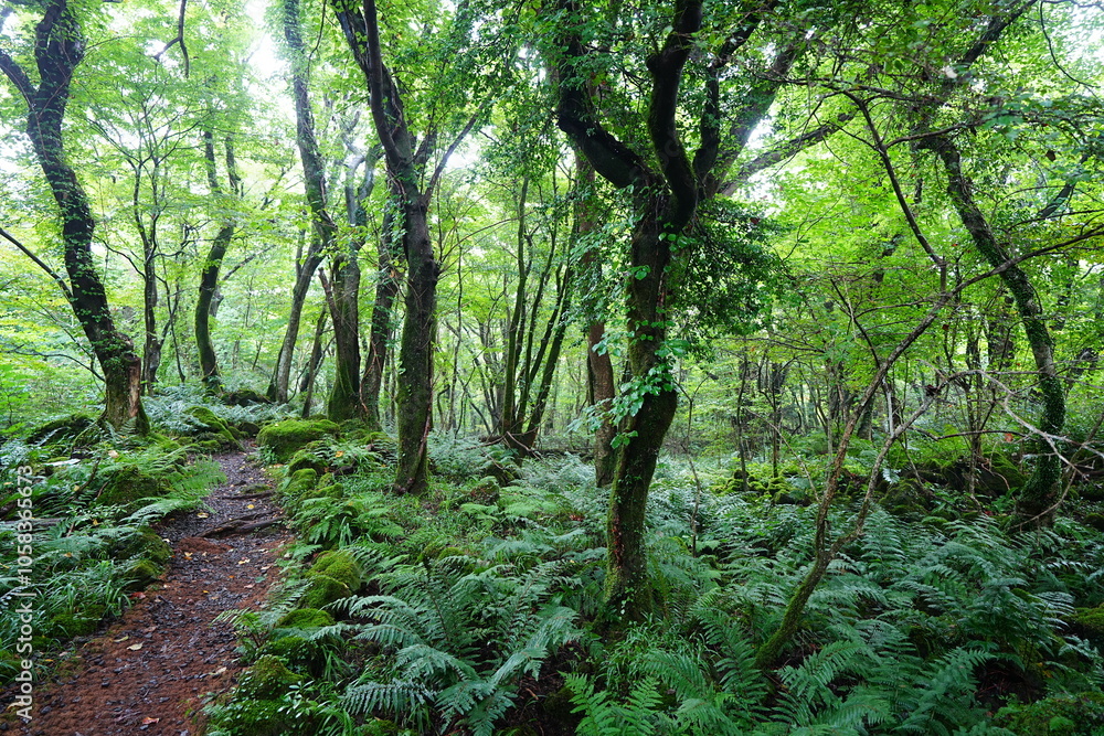 fine summer path through dense ferns fine summer path through dense ferns