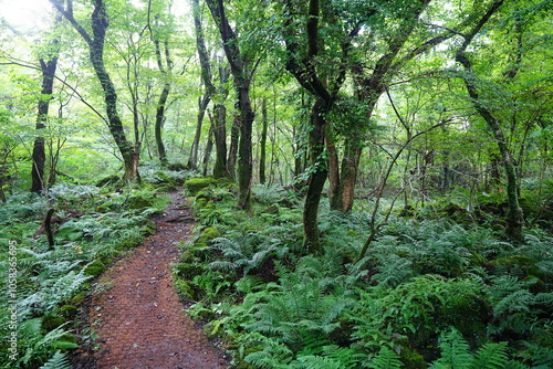 mossy rocks and old trees in wild summer forest