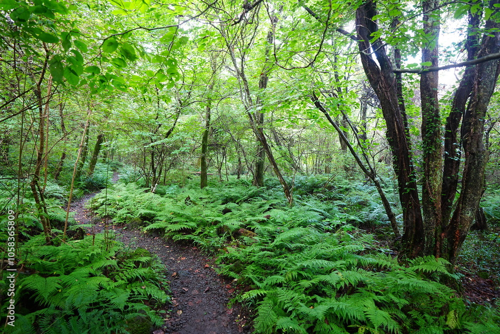 Obraz premium fine summer path through dense ferns