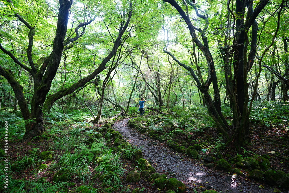 mossy rocks and old trees in wild summer forest mossy rocks and old trees in wild summer forest