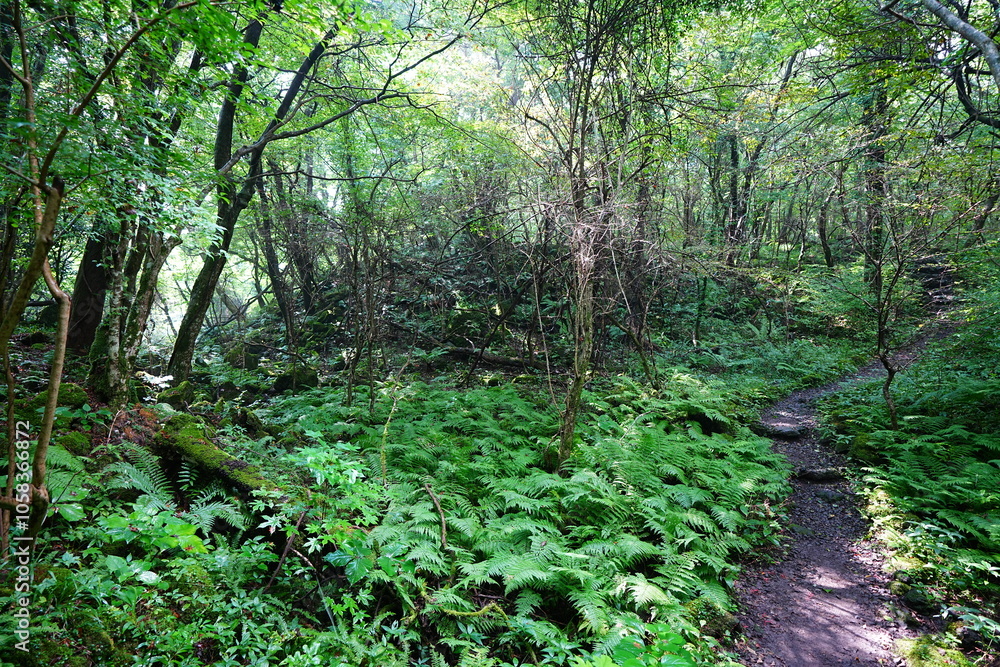Fototapeta premium fine summer path through dense ferns