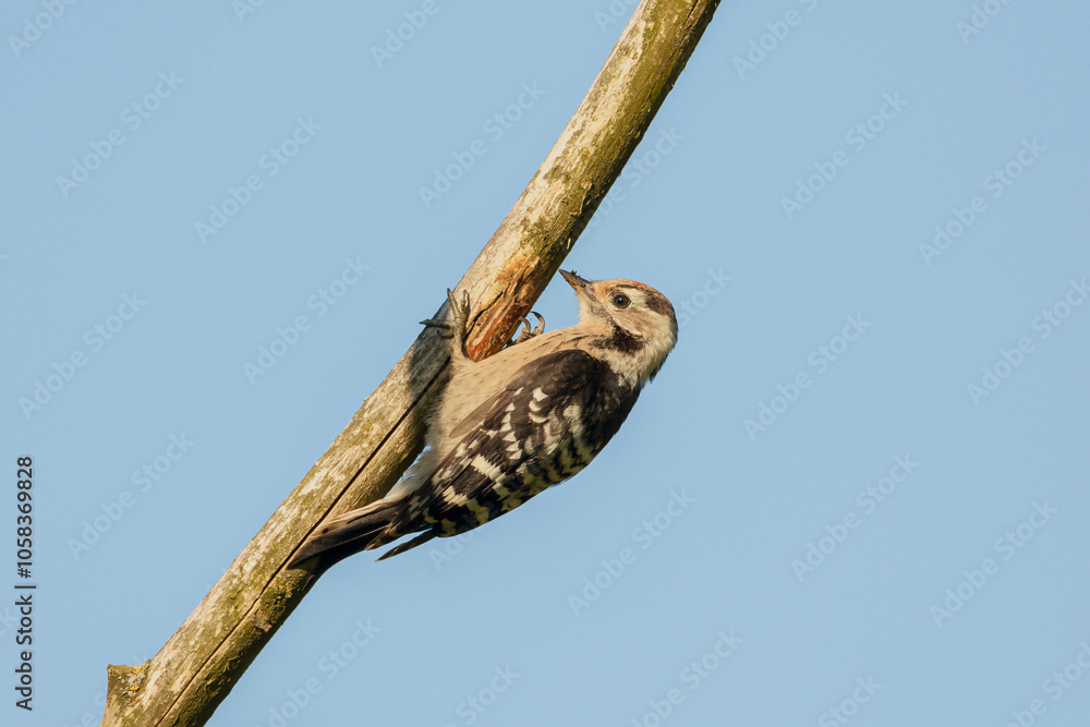 Fototapeta premium Great spotted woodpecker sitting on a stick in the forest - grote bonte specht