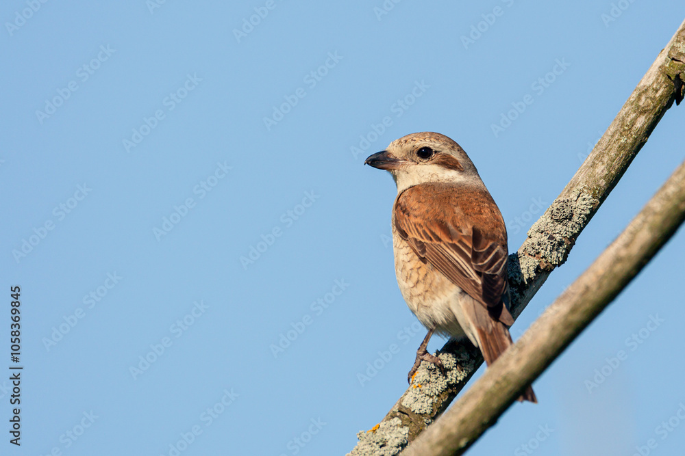 The Red-backed Shrike (Lanius collurio) female sitting on the small branch . The Red-backed Shrike (Lanius collurio) female sitting on the small branch .