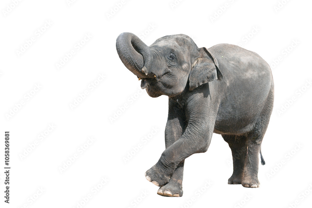 Obraz premium Portrait of a baby elephant on a white background.
