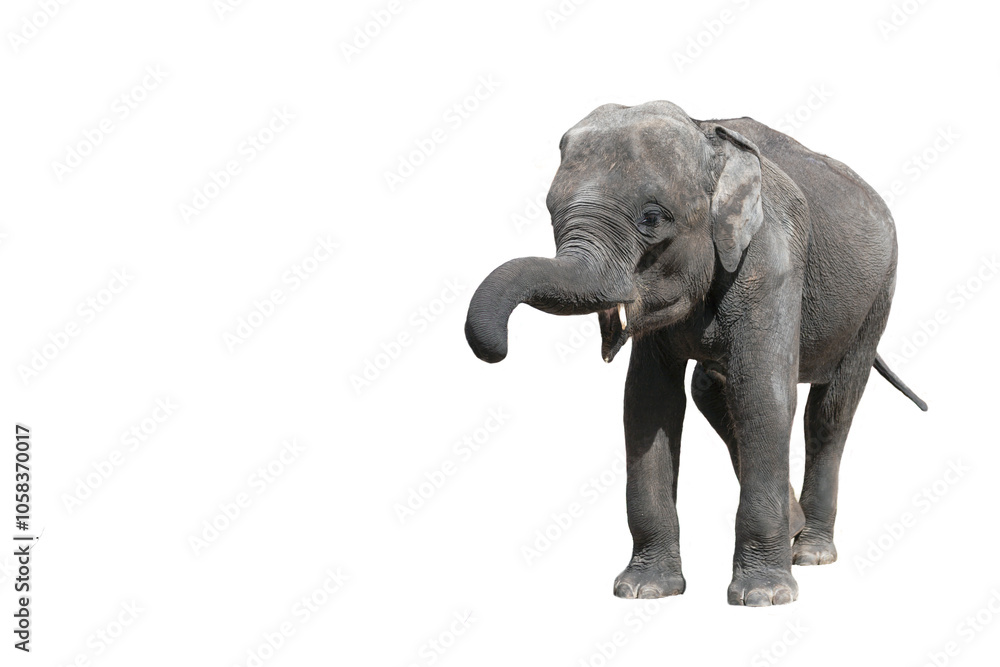 Obraz premium Portrait of a baby elephant on a white background.