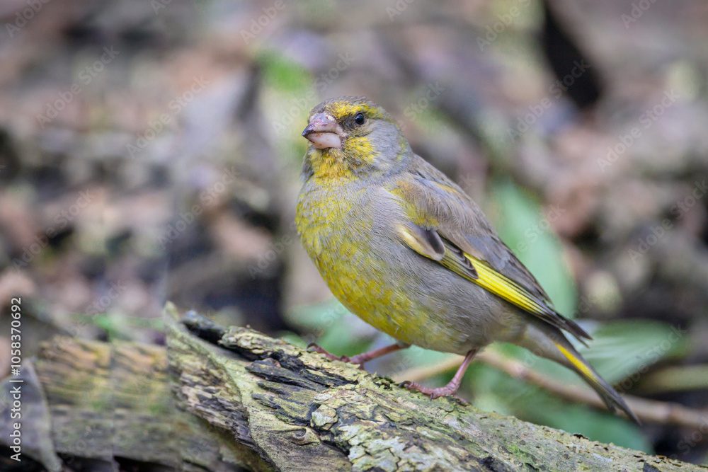 Fototapeta premium The European Greenfinch (Carduelis chloris) sitting on branch. 