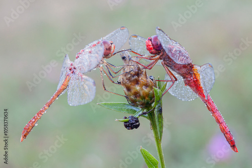 Macro photography, which captures two images of a dragonfly (Crocothemis erythraea), a male and a female decorated with morning dew droplets, Animal love.