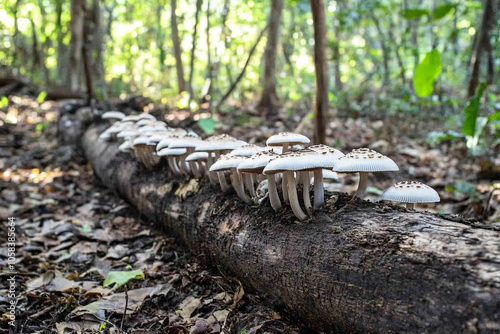 A group of wild mushrooms growing at the base of a fallen tree photo