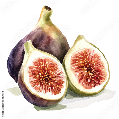  Fig fruit watercolor clipart illustratration