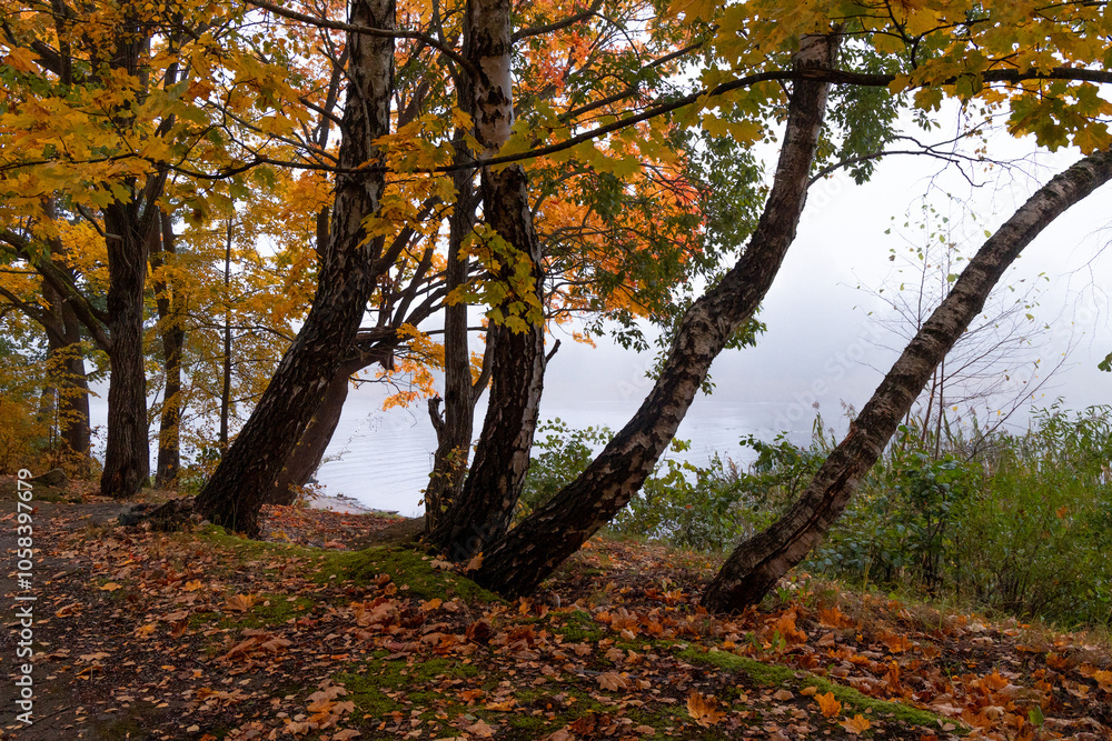 Beautiful, golden colored maple tree growing in the park near lake. Autumn landscape at lakeside with frees in foliage. Seasonal scenery of Northern Europe. Beautiful, golden colored maple tree growing in the park near lake. Autumn landscape at lakeside with frees in foliage. Seasonal scenery of Northern Europe.