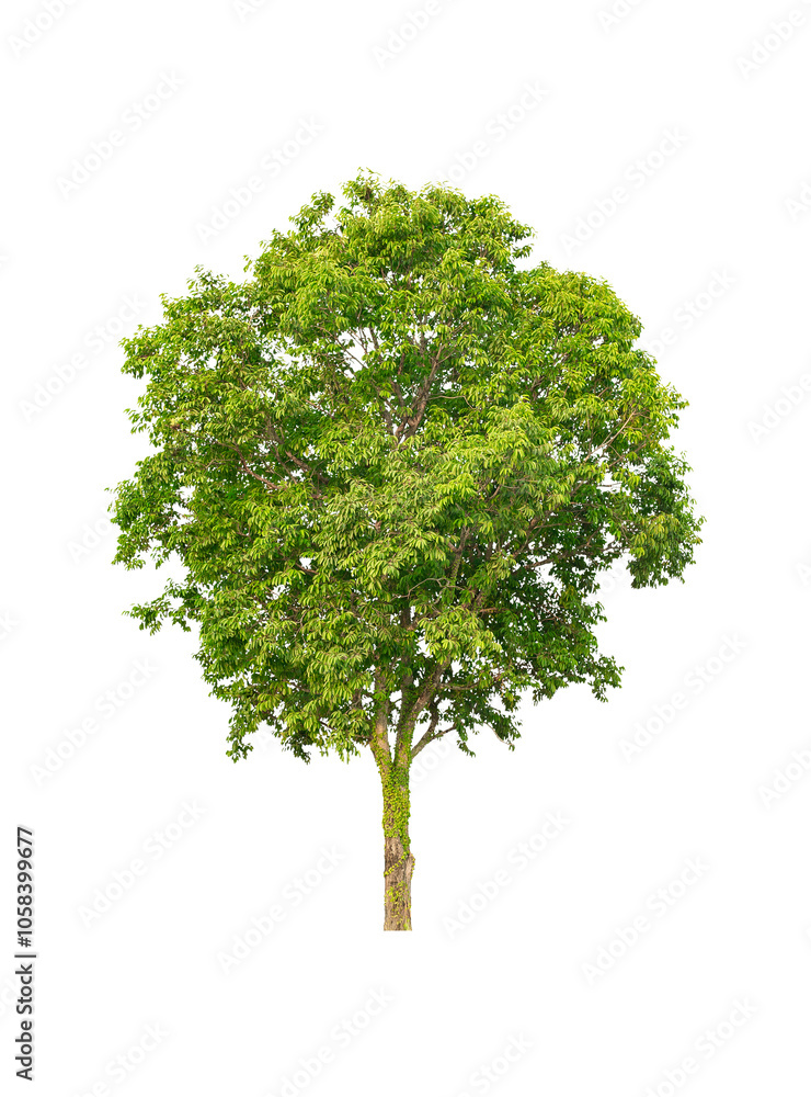 isolated big tree on White Background. Large trees database Botanical garden organization elements of Asian nature in Thailand, tropical trees isolated used for design, advertising and architecture. isolated big tree on White Background. Large trees database Botanical garden organization elements of Asian nature in Thailand, tropical trees isolated used for design, advertising and architecture.