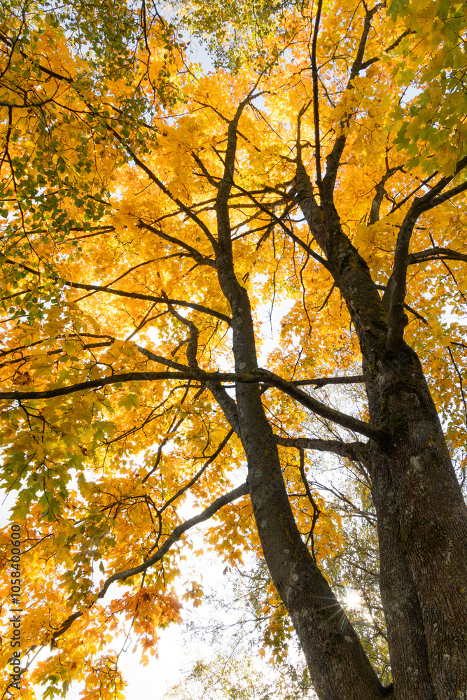 Beautiful golden maple leaves in the branches against blue sky. Sunny autumn day in Latvia. Seasonal scenery of Northern Europe. Beautiful golden maple leaves in the branches against blue sky. Sunny autumn day in Latvia. Seasonal scenery of Northern Europe.