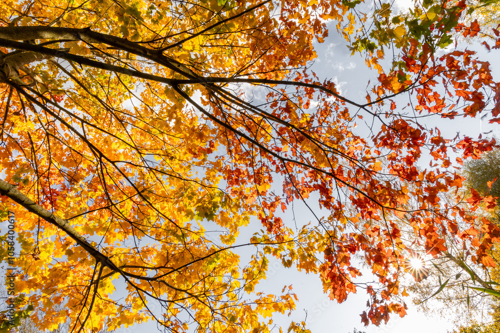 Beautiful golden maple leaves in the branches against blue sky. Sunny autumn day in Latvia. Seasonal scenery of Northern Europe. Beautiful golden maple leaves in the branches against blue sky. Sunny autumn day in Latvia. Seasonal scenery of Northern Europe.