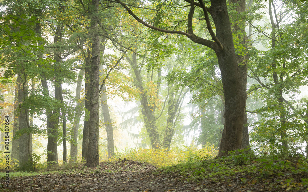 Fototapeta premium Beautiful autumn landscape in foggy morning at the lake in Latvia. Fall colored trees in the mist. Seasonal scenery of Northern Europe.