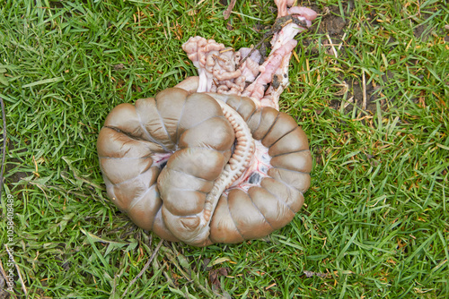 intestines of the rabbit animal, intestines of a hare on the grass, intestines of an animal after slaughter