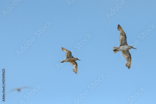 Image of two white birds in focus in flight and one white birds out of focus at back with blue sky background and copy space. 