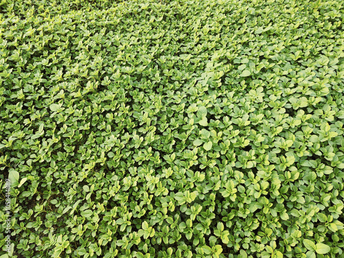 Vibrant Green Field of Young Leafy Plants in Dense Growth