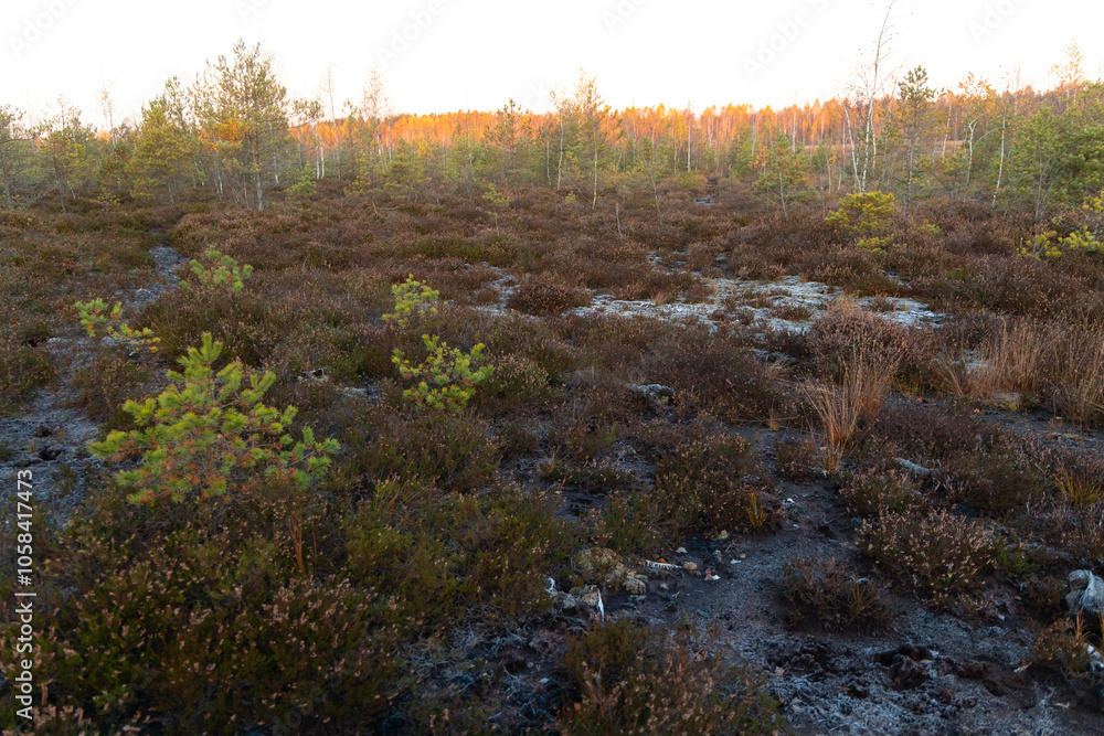 Beautiful autumn morning swamp landscape in Latvia. Seasonal scenery of Northern Europe. Beautiful autumn morning swamp landscape in Latvia. Seasonal scenery of Northern Europe.