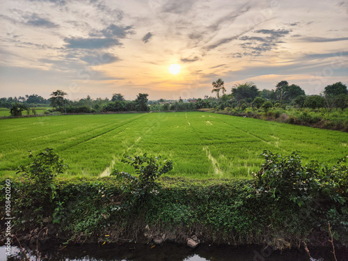 Sunset Over a Lush Green Paddy Field with a Scenic Horizon