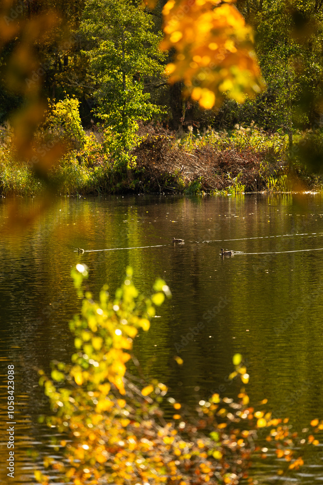 Fototapeta premium Beautiful sunny autumn day landscape at the lakeside in Latvia. Seasonal scenery of Northern Europe.