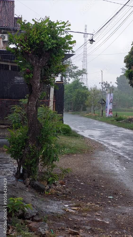 A tree stands by the side of a wet road, with a house and a power line tower in the distance. Rain is falling, creating a misty atmosphere A tree stands by the side of a wet road, with a house and a power line tower in the distance. Rain is falling, creating a misty atmosphere