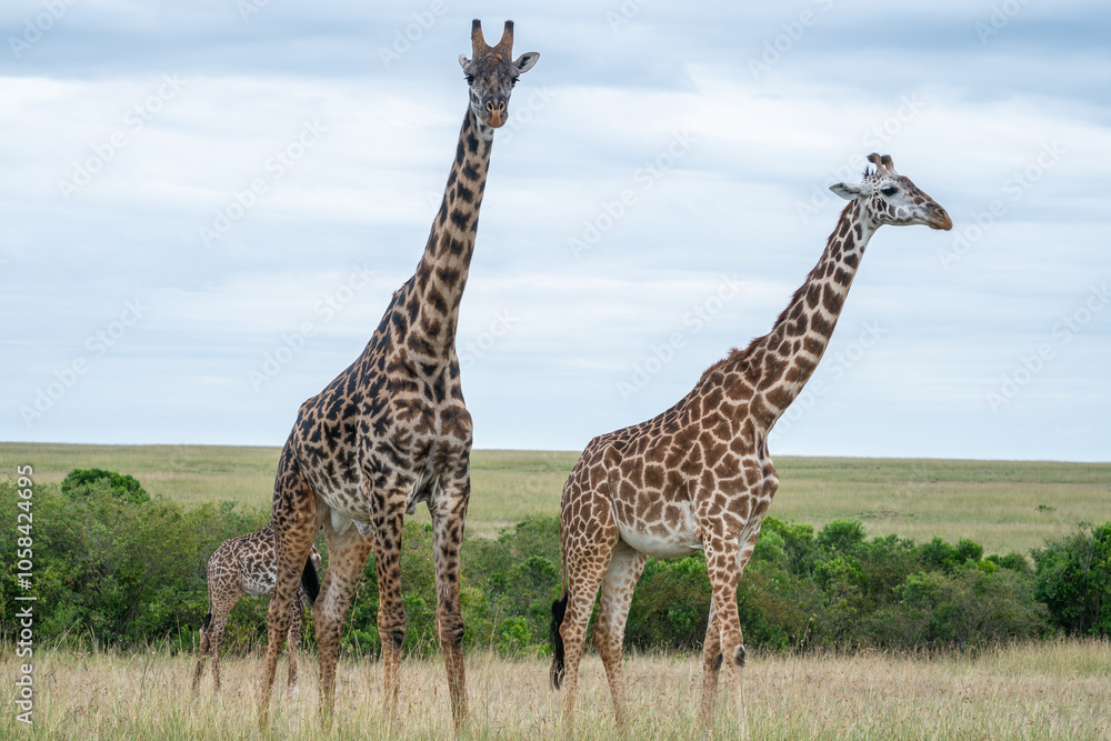 Obraz premium A giraffe strolls gracefully across a lush field, Masai Mara Reserve, Kenya
