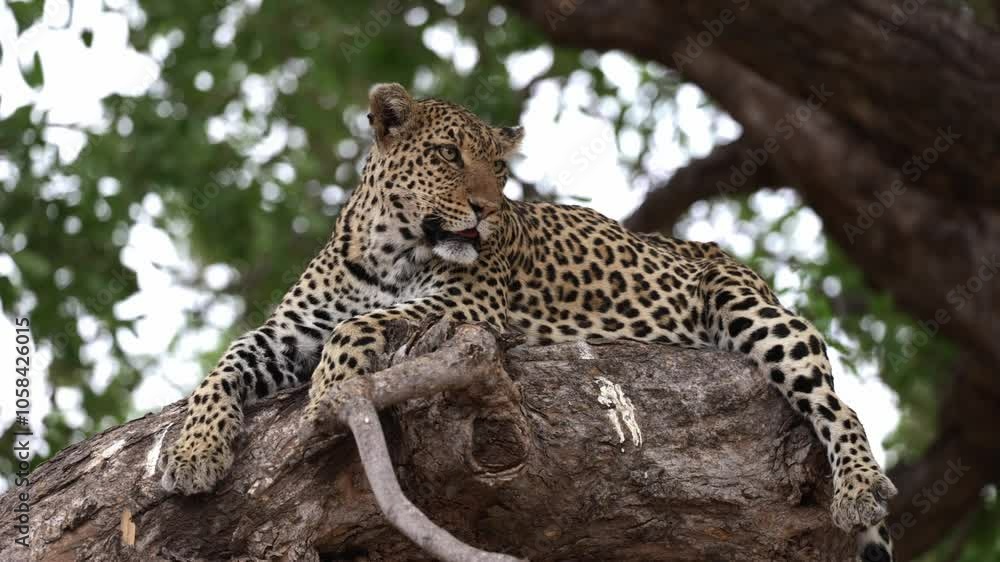 a lazy leopard in a tree close-up. a lazy leopard in a tree close-up.