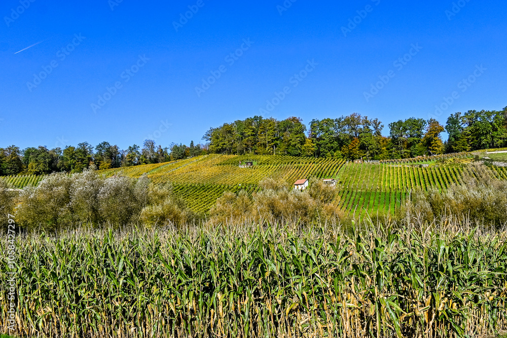 Fototapeta premium Aesch, Klus, Weinberge, Rebbergweg, Pfeffingen, Birseck, Baselland, Wanderweg, Landwirtschaft, Felder, Herbst, Herbstfarben, Schweiz, Nordwestschweiz