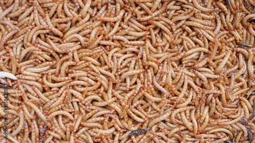 Top view of scattered mealworm larvae. They are food worms for exotic animals. They are used to feed birds, reptiles or fish. Filming. Different stages of mealworms. Life cycle of mealworms. Many larv