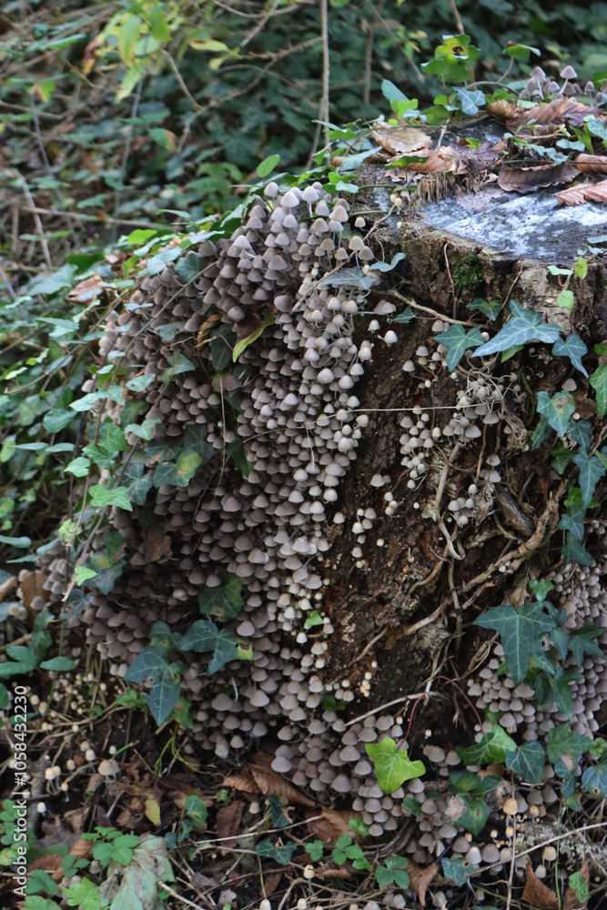 Obraz premium Smalll gray mushrooms on a birch tree trunk in the forest. Coprinellus or Coprinus disseminatus 