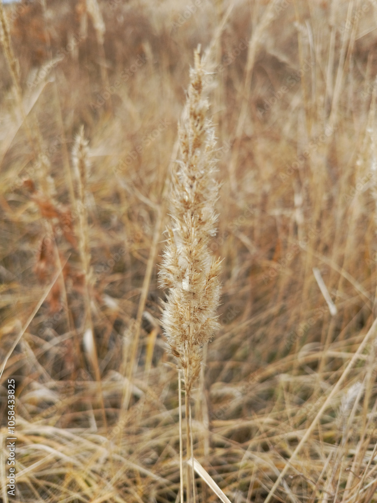 Fototapeta premium Calamagrostis epigejos close-up in autumn. Reed grass. Perennial herbaceous plant in the field. Background, space for text.