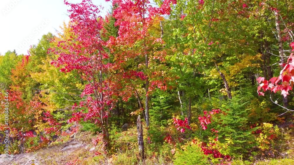 Aerial drone view of fall foliage, Northern Ontario, Canada Aerial drone view of fall foliage, Northern Ontario, Canada