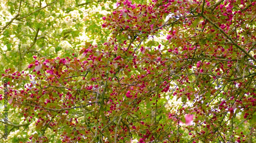 Birds gather food for their young in blooming trees during spring scene Birds gather food for their young in blooming trees during spring scene