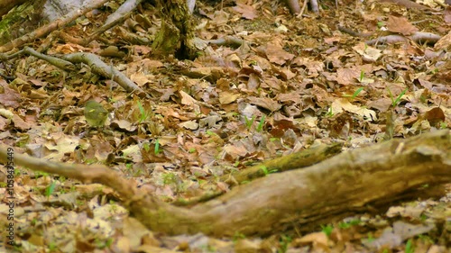 Tennessee Warbler bounces around in leaves searching for hidden crumbs of food and seeds for a pre-winter snack photo