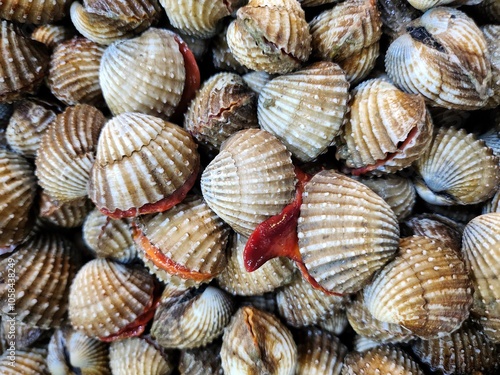 Close up of cockles seafood in Thailand market