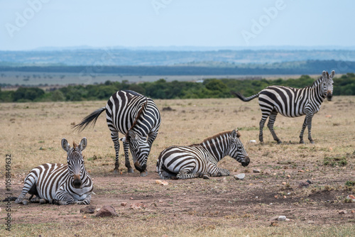 Zebras can be seen standing an in a field,, Masai Mara Reserve, Kenya