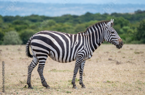 Zebras can be seen standing an in a field,, Masai Mara Reserve, Kenya