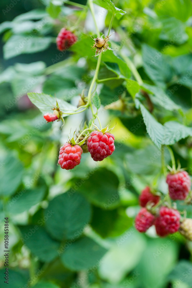 Branch with ripe raspberry in the garden. Selective focus. Shallow depth of field. Branch with ripe raspberry in the garden. Selective focus. Shallow depth of field.