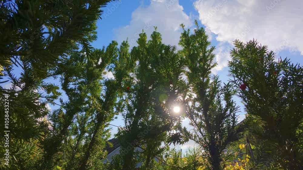 An evergreen plant with bright red artificial berries stands against a blue sky, illuminated by backlighting that highlights its vibrant colors An evergreen plant with bright red artificial berries stands against a blue sky, illuminated by backlighting that highlights its vibrant colors
