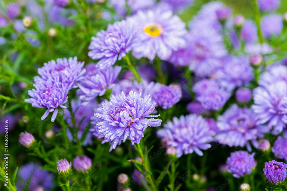 Blue aster flower blooming in the garden. Selective focus. Shallow depth of field. Blue aster flower blooming in the garden. Selective focus. Shallow depth of field.