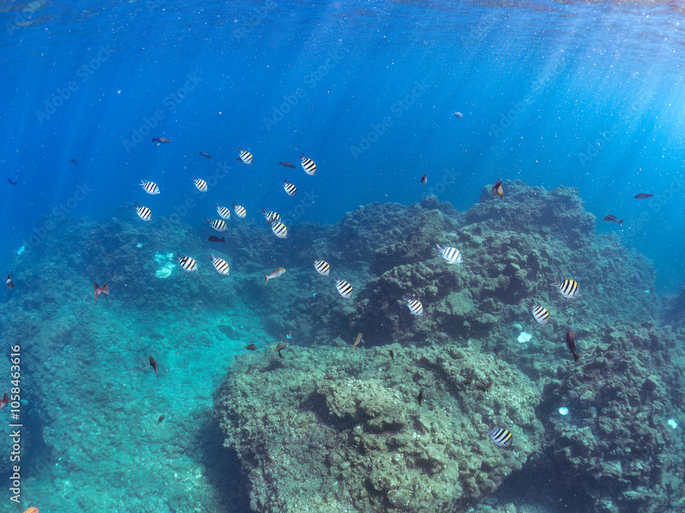 Obraz premium 水面を泳ぐ 可愛いオヤビッチャ（スズメダイ科）他の幼魚の群れ 英名学名：Sergeant Major (Abudefduf vaigiensis) 静岡県伊豆半島賀茂郡南伊豆町中木ヒリゾ浜2024年 