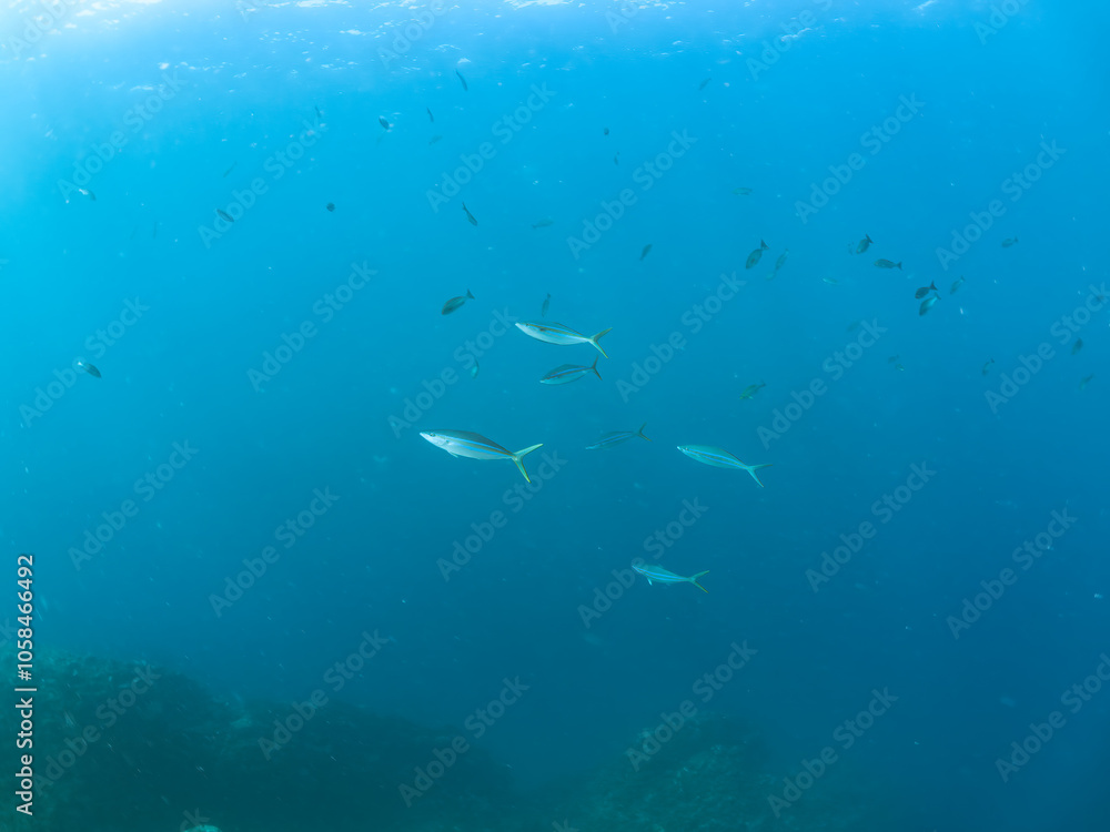 Naklejka premium キビナゴの大群を襲う迫力あるカンパチとツムブリ（アジ科）の群れ。 英名学名：Greater Amberjack (Seriola dumerili) Rainbow Runner (Elagatis bipinnulata) Silver-Stripe Round Herrings (Spratelloides gracilis). 静岡県伊豆半島賀茂郡南伊豆町中木ヒリゾ浜2024年 