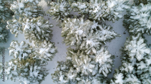 snow covered branches, snow covered tree, snow-covered snowy field, winter forest, scenic path through a snow-laden forest