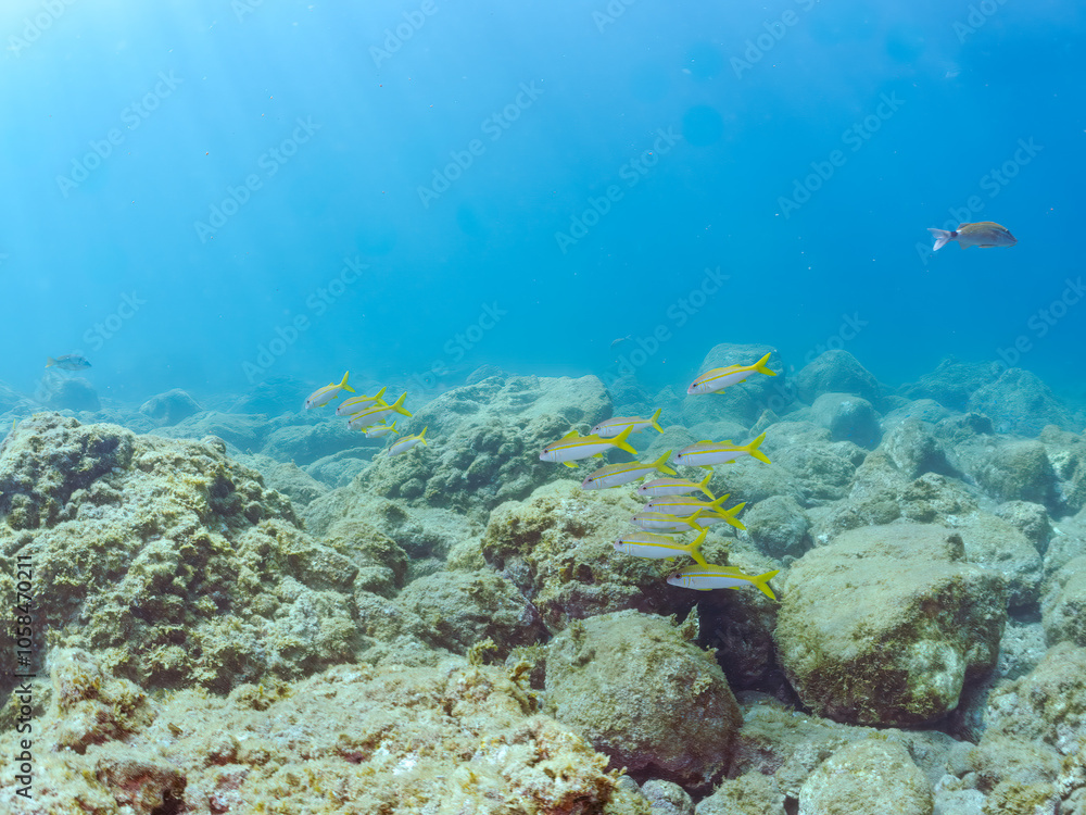 Fototapeta premium 美しいアカヒメジ（ヒメジ科）他の群れ。 英名学名：Yellowfin goatfish (Mulloidichthys vanicolensis),. 静岡県伊豆半島賀茂郡南伊豆町中木ヒリゾ浜2024年 
