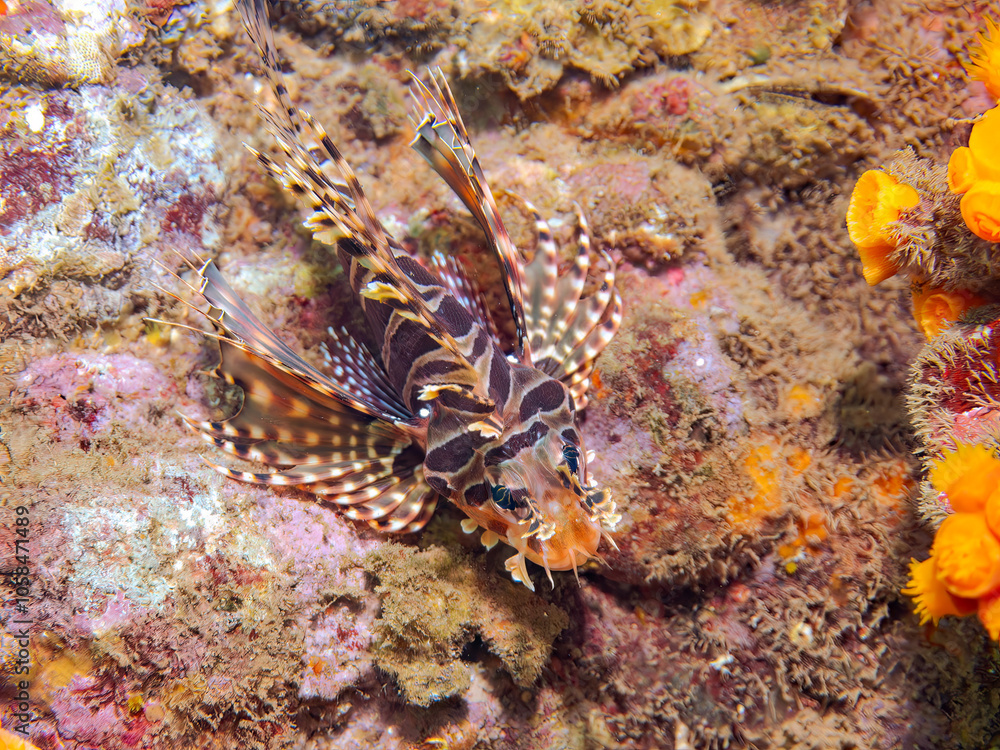 Fototapeta premium 広げた羽根が美しいキリンミノ（フサカサゴ科）。 英名学名：Zebra turkeyfish (Dendrochirus zebra) 静岡県伊豆半島賀茂郡南伊豆町中木ヒリゾ浜2024年 