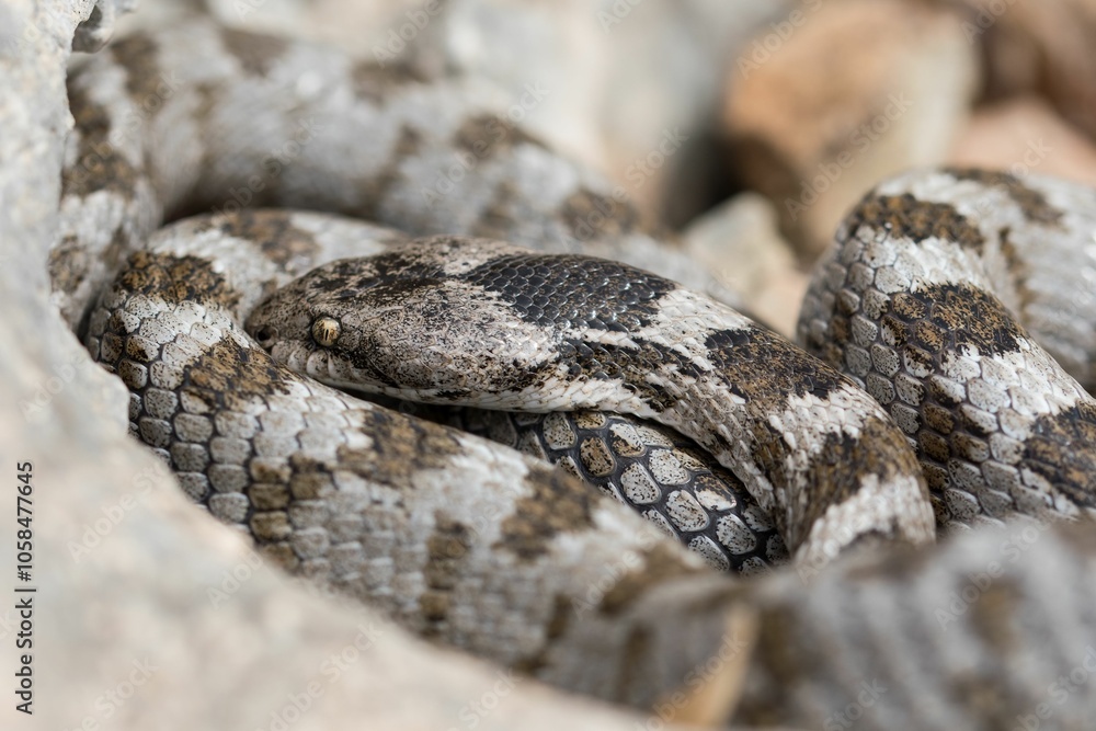 Fototapeta premium A detail shot of European Cat snake (Telescopus fallax) or Soosan Snake, on the island of Malta.