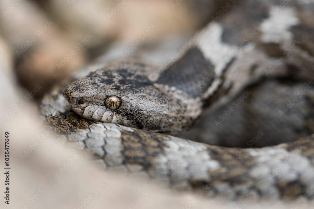 A detail shot of European Cat snake (Telescopus fallax) or Soosan Snake, on the island of Malta. A detail shot of European Cat snake (Telescopus fallax) or Soosan Snake, on the island of Malta.