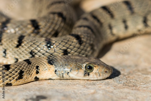 An Algerian Whip Snake, Hemorrhois algirus, found on the Island of Malta, there known as Serp A photo