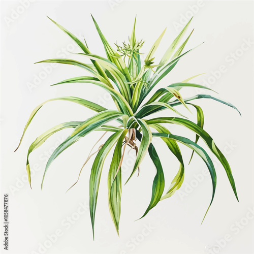 Watercolor drawing of Spider plant, isolated on a white background, and Spider plant vector